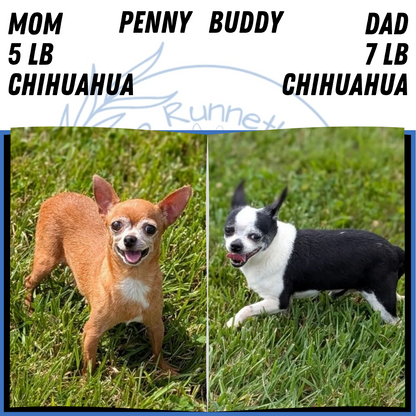 CHIHUAHUA (MAY 20) MALE