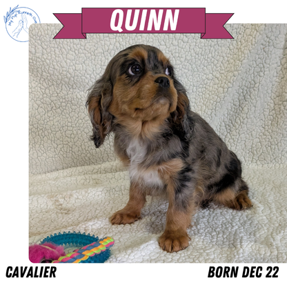 CAVALIER (12/22) FEMALE