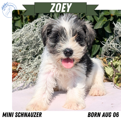 MINI SCHNAUZER (08/06) FEMALE