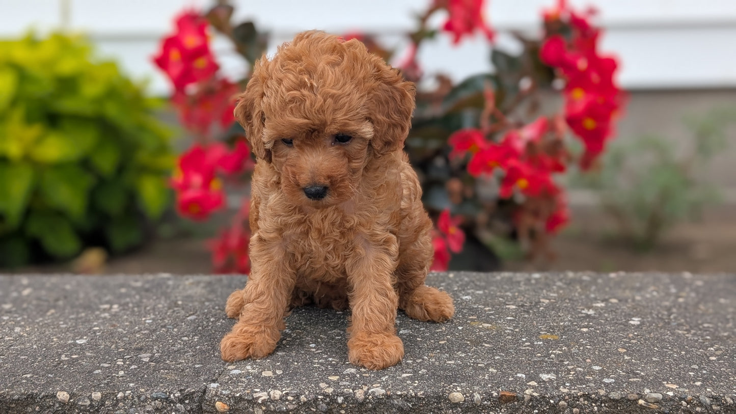 TOY POODLE (07/04) FEMALE