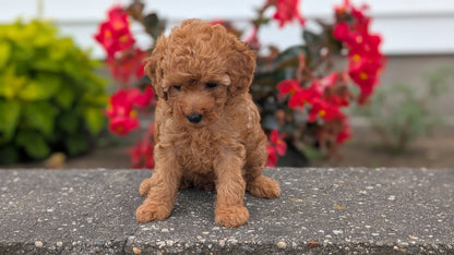 TOY POODLE (07/04) FEMALE