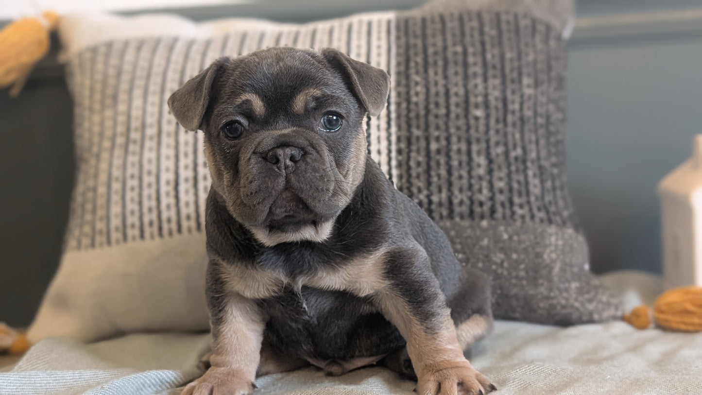 FRENCH BULLDOG (JAN 09) MALES