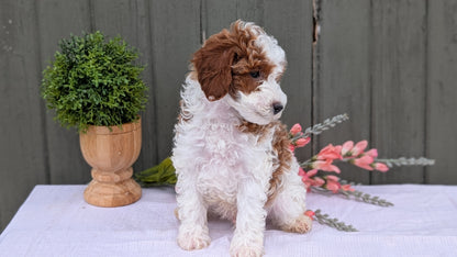MINI POODLE (MAY 08) MALES