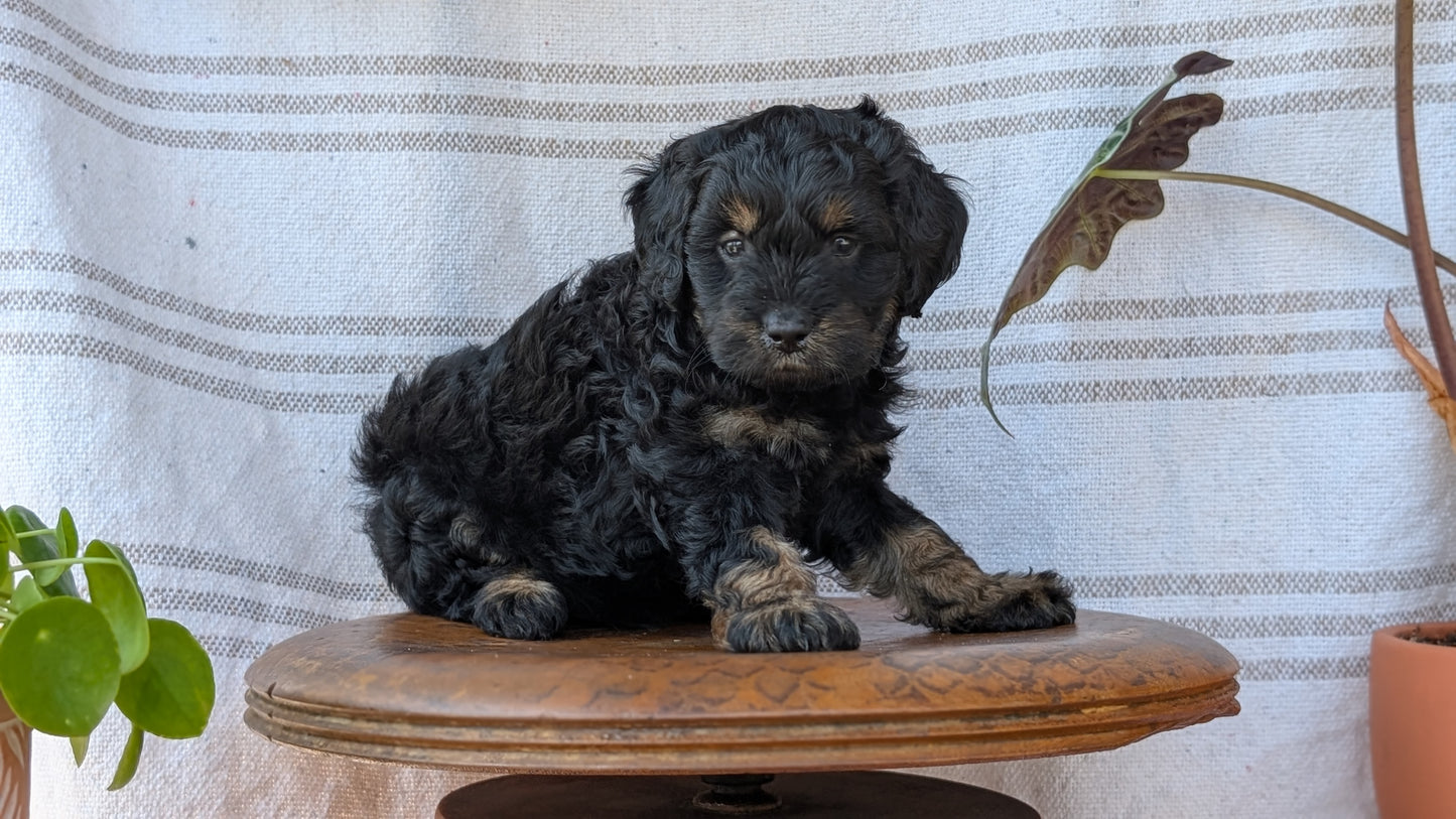 CAVAPOO (MAY 23) MALES