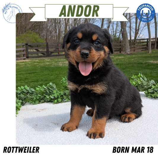 ROTTWEILER (03/18) MALE
