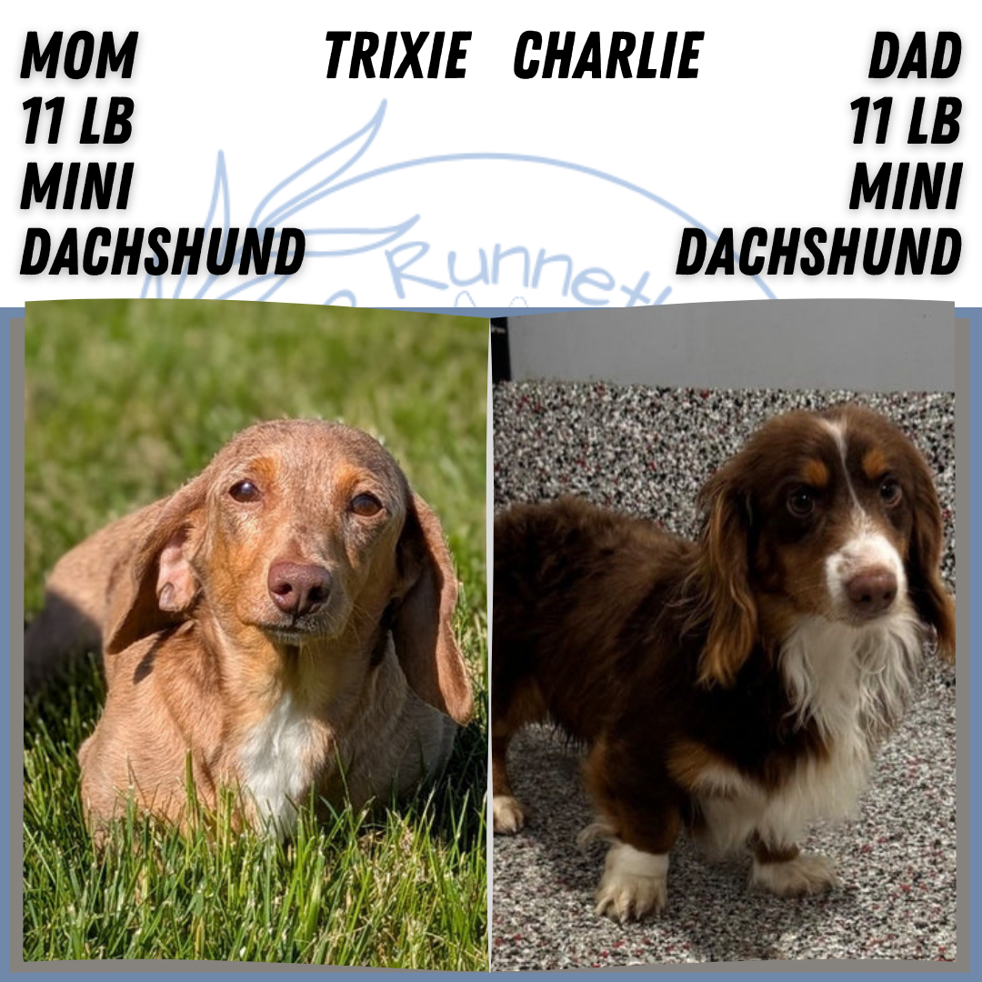 MINI DACHSHUND (MAR 23) MALES