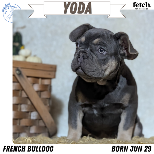 FRENCH BULLDOG (JUN 29) 3 MALES