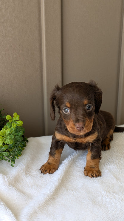 MINI DACHSHUND (02/21) FEMALE