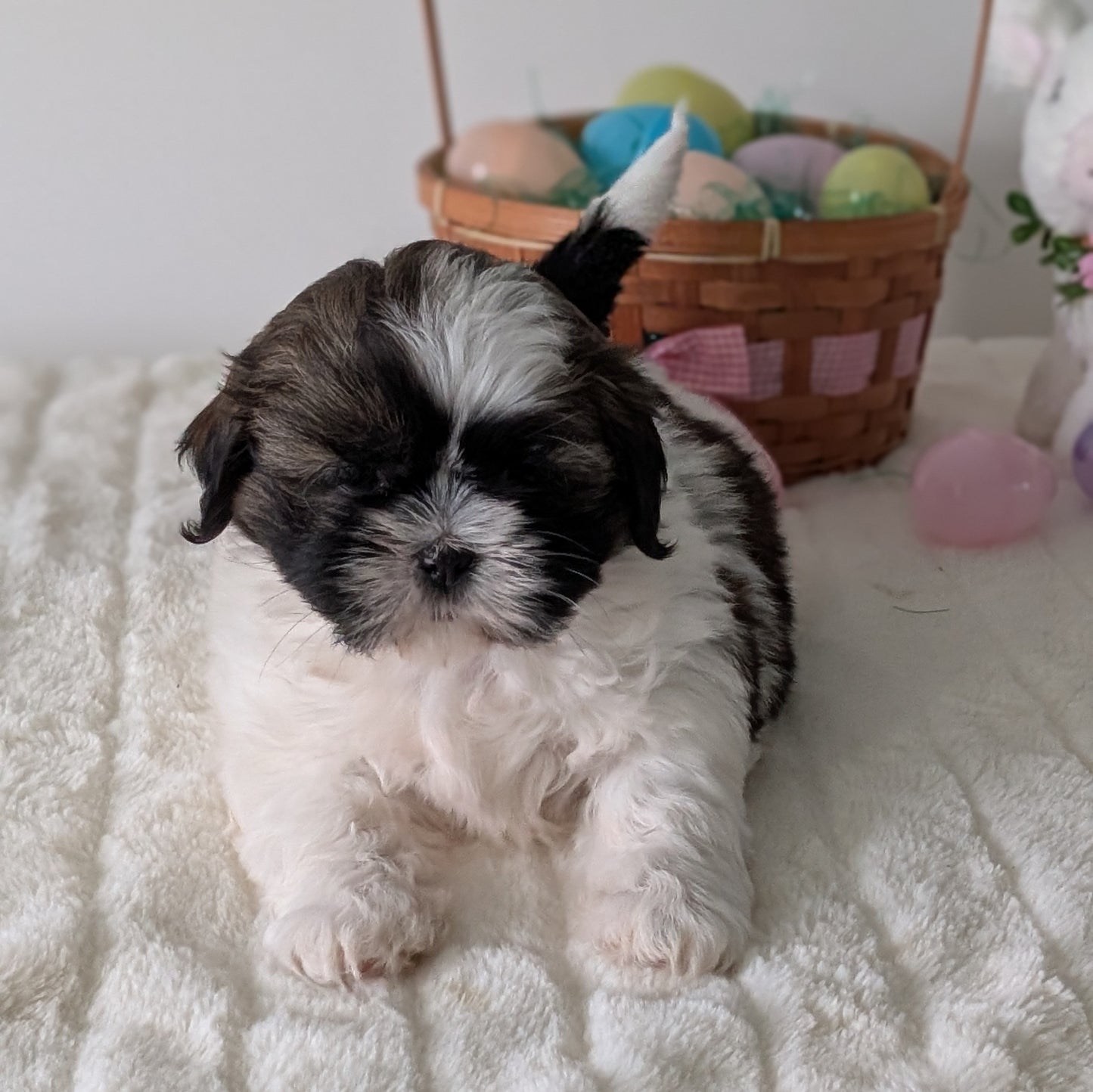 SHIH TZU (FEB 10) FEMALES