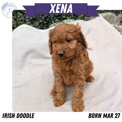 IRISH DOODLE (03/27) FEMALE