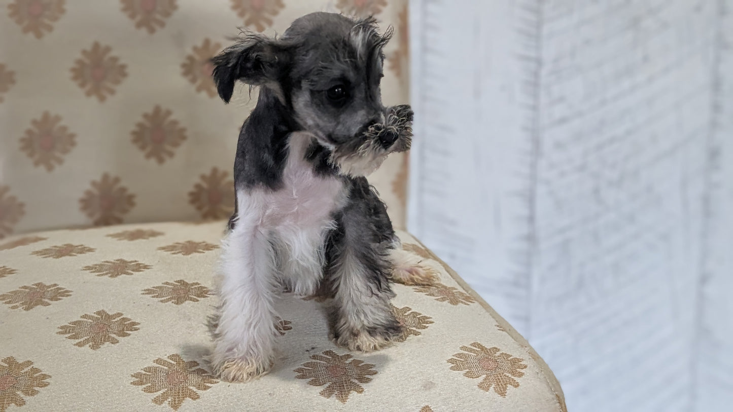 MINI SCHNAUZER (FEB 15) FEMALES