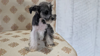 MINI SCHNAUZER (FEB 15) FEMALES