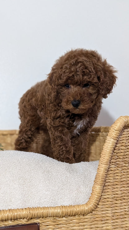 MINI POODLE (NOV 14) MALES