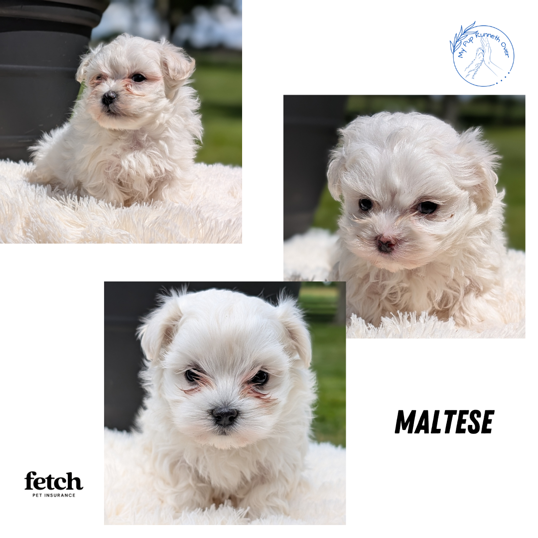 MALTESE (MAY 11) MALES