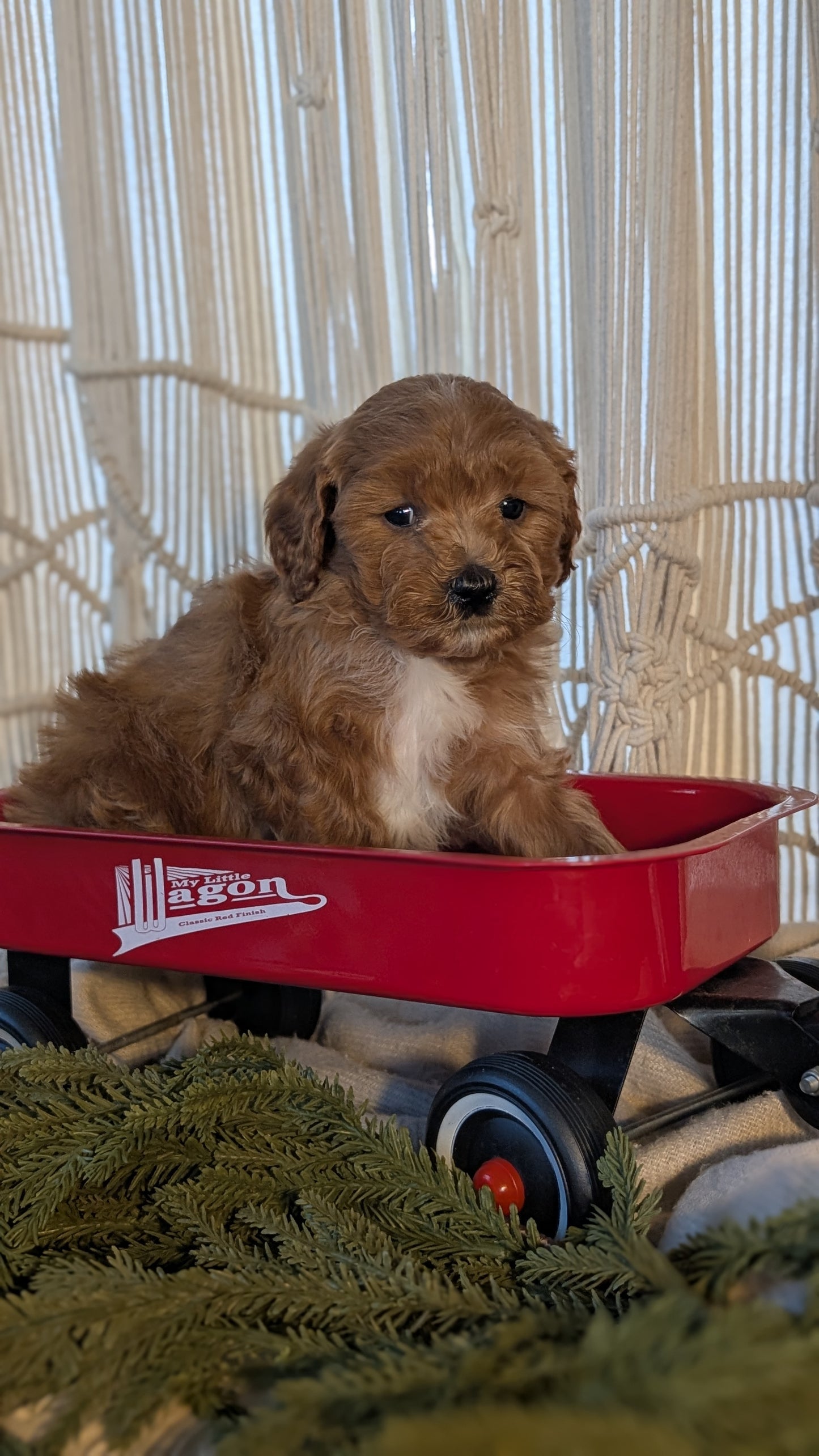 CAVAPOO (NOV 17) MALES