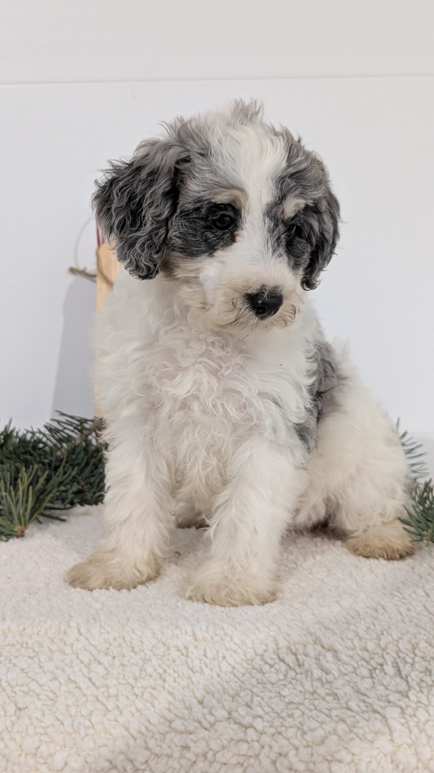 SCHNOODLE (09/20) FEMALE