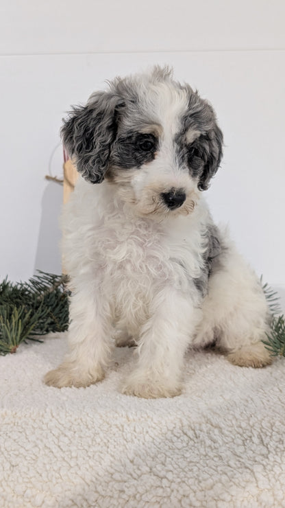SCHNOODLE (09/20) FEMALE