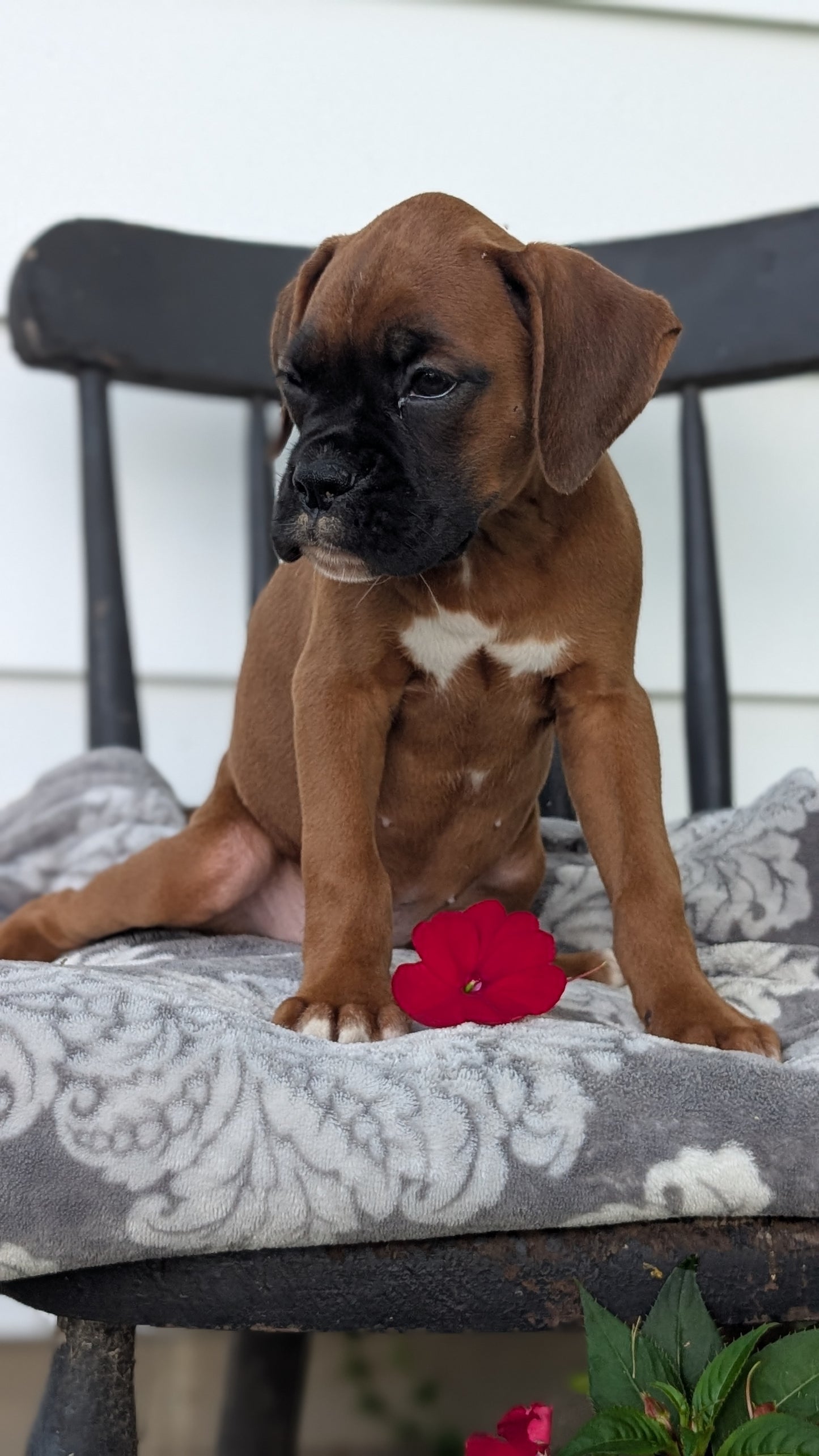 BOXER (JUN 11) FEMALES
