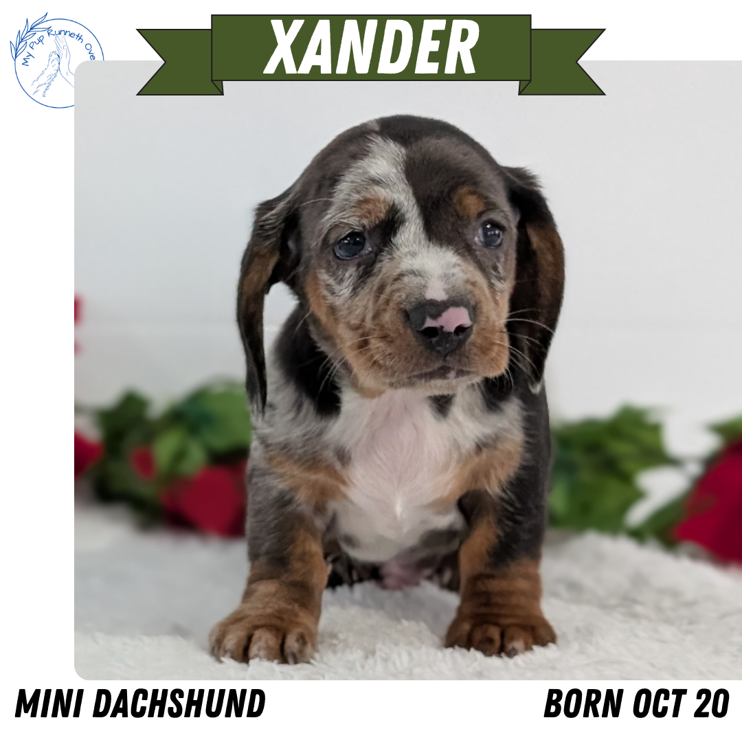MINI DACHSHUND (OCT 20) MALES