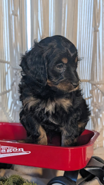CAVAPOO (NOV 17) MALES