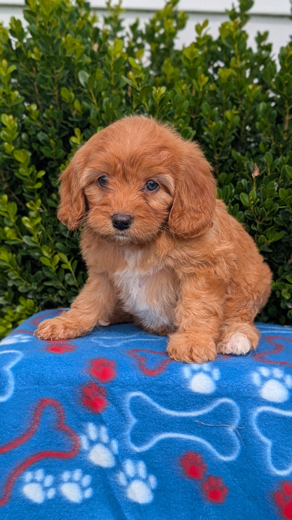CAVAPOO (MAY 25) FEMALES
