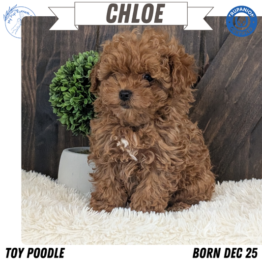 TOY POODLE (DEC 25) FEMALE
