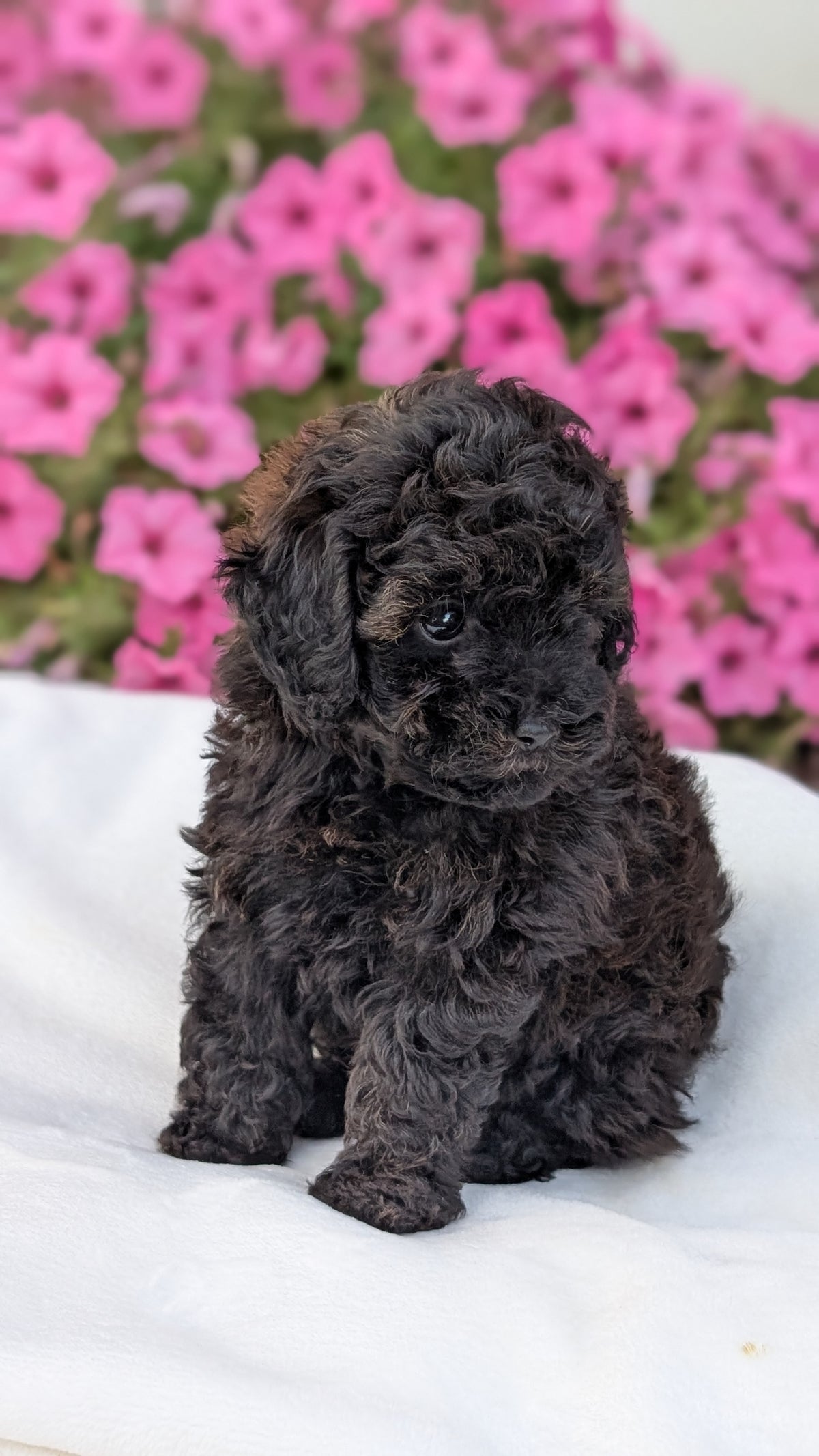 TOY POODLE (JUL 27) 1 MALE