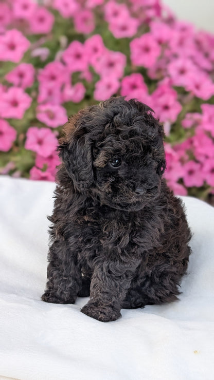 TOY POODLE (JUL 27) 1 MALE