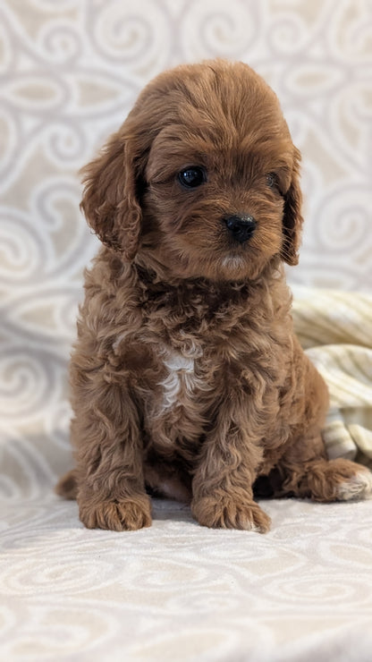 CAVAPOO (FEB 24) MALES