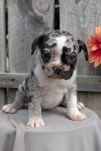 FRENCHTON (JUL 14) 2 MALES/1 FEMALE