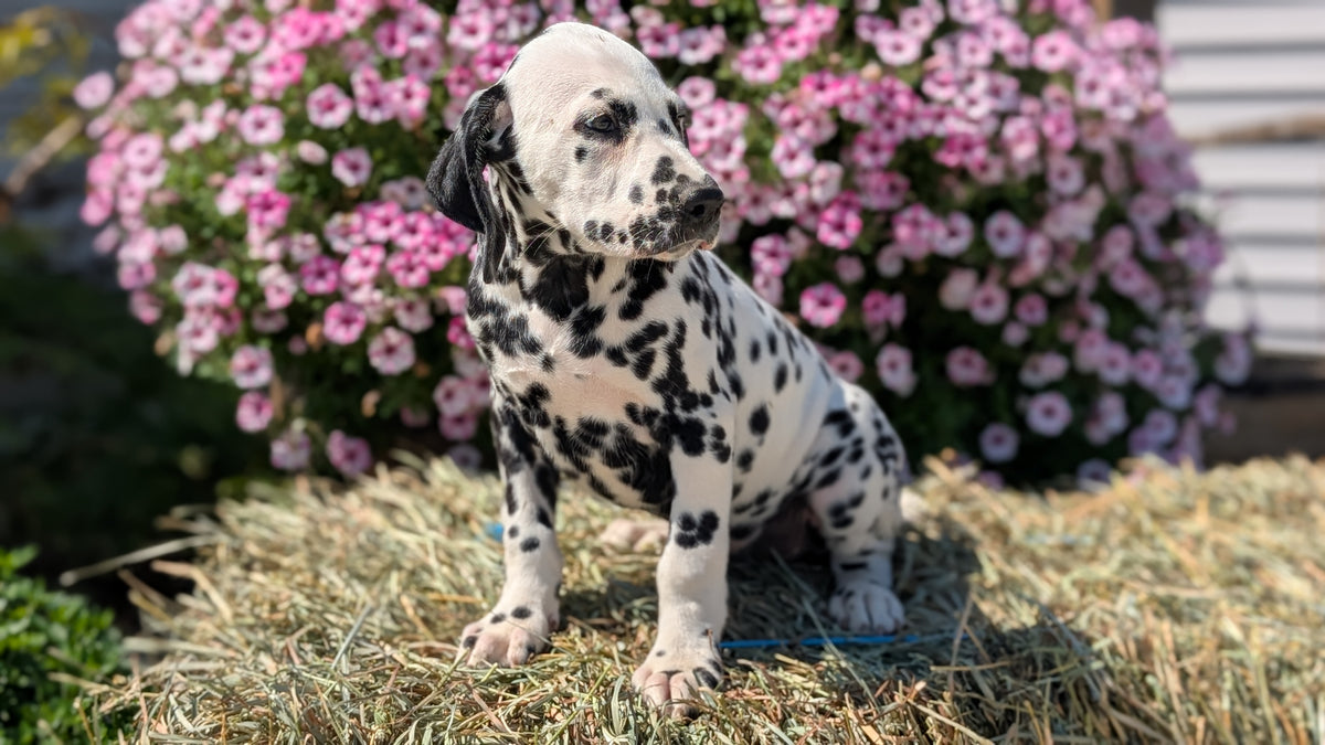 DALMATIAN (JUN 29) MALES