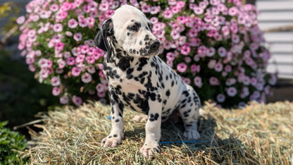 DALMATIAN (JUN 29) MALES