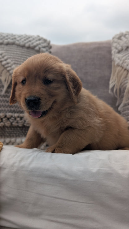 GOLDEN RETRIEVER (JUL 01) MALES