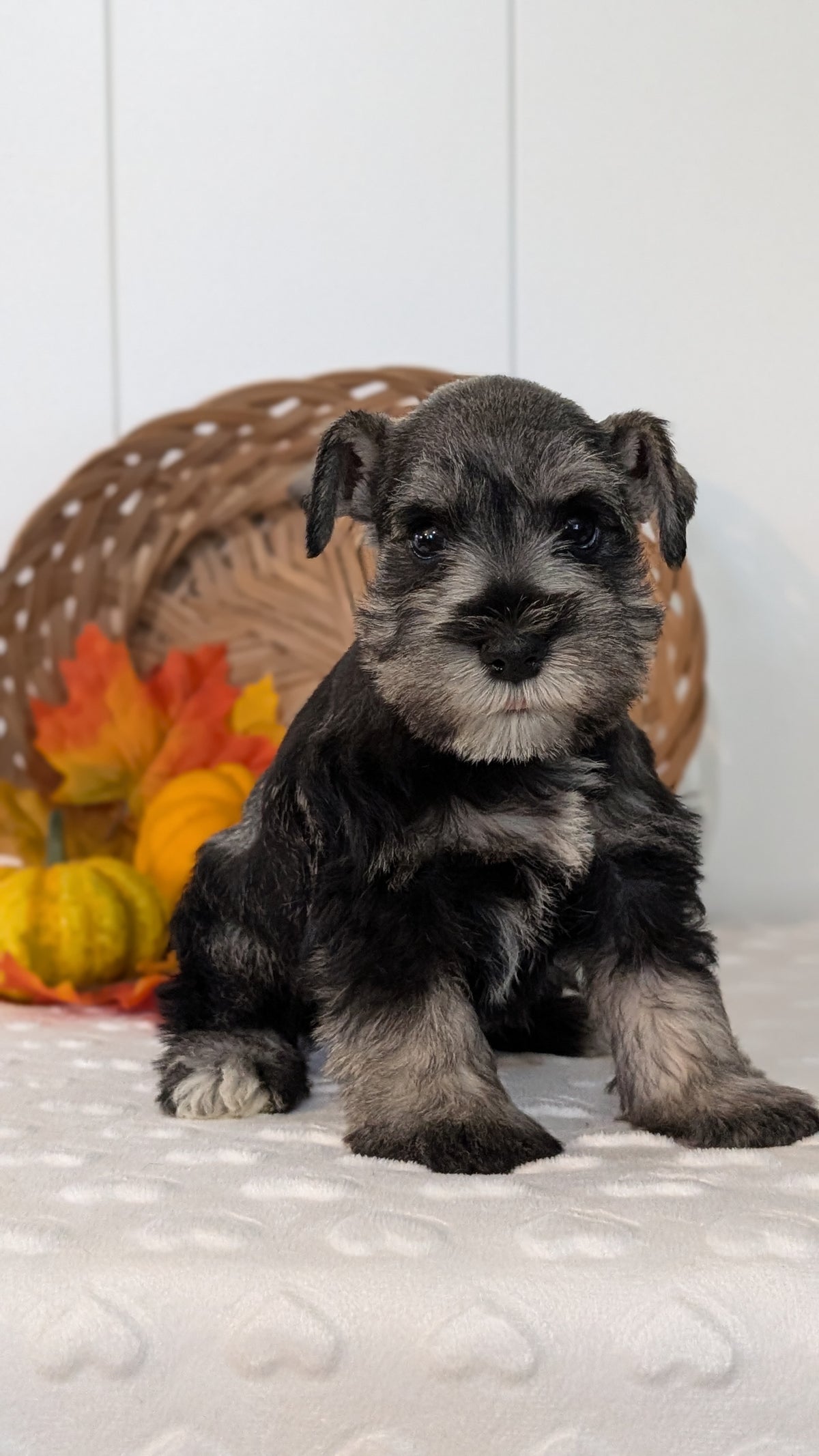 MINI SCHNAUZER (AUG 27) 4 FEMALES/1 MALE