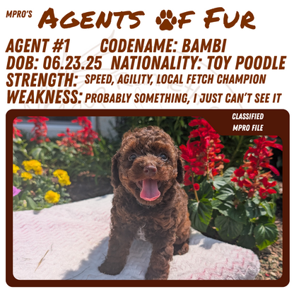 TOY POODLE (06/23) FEMALE