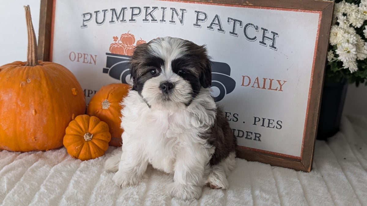 SHIH TZU (AUG 17) 2 FEMALES/3 MALES