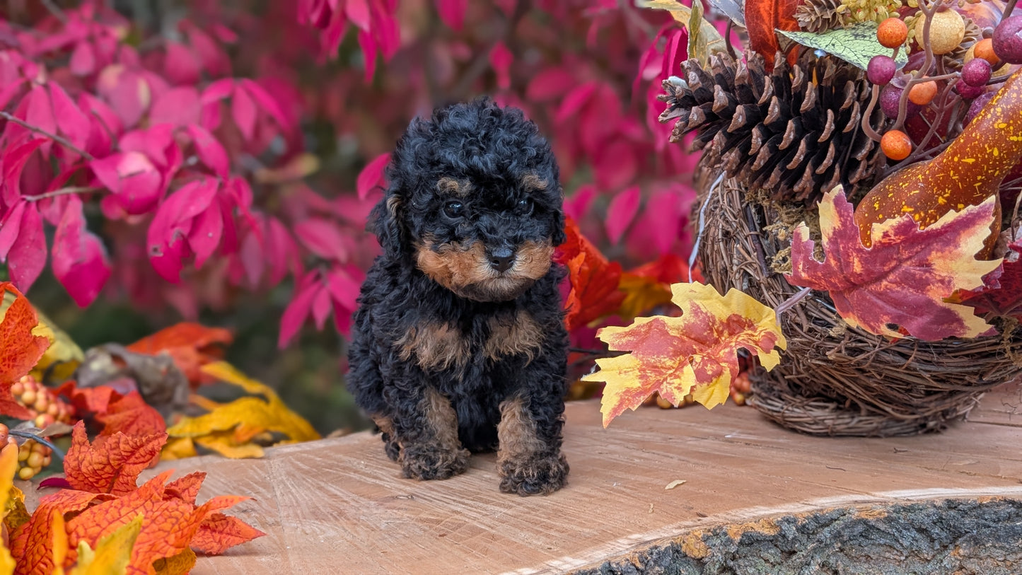 TOY POODLE (09/10) MALE