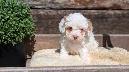 COCKAPOO (MAY 13) FEMALE