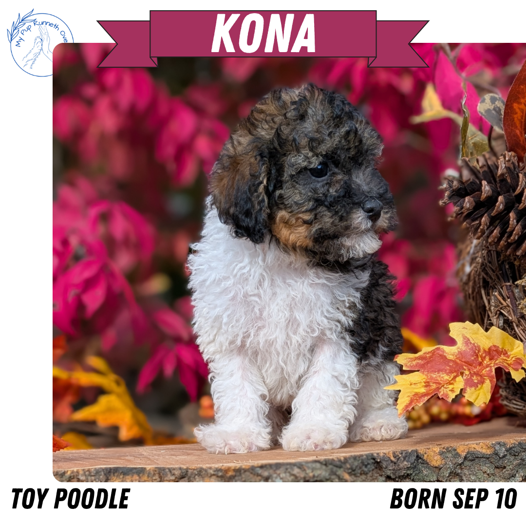 TOY POODLE (09/10) MALE