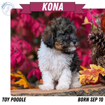 TOY POODLE (09/10) MALE