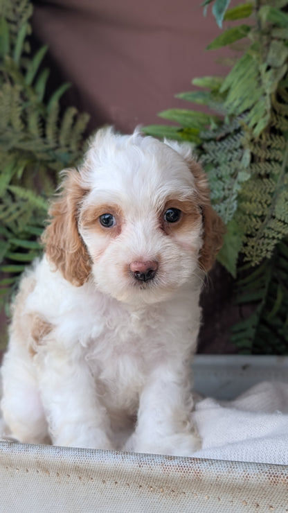 COCKAPOO (MAY 22) FEMALES