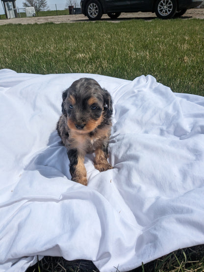 CAVAPOO (03/07) FEMALE