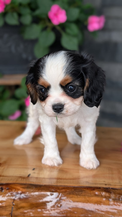 CAVALIER (JUL 29) 3 FEMALES