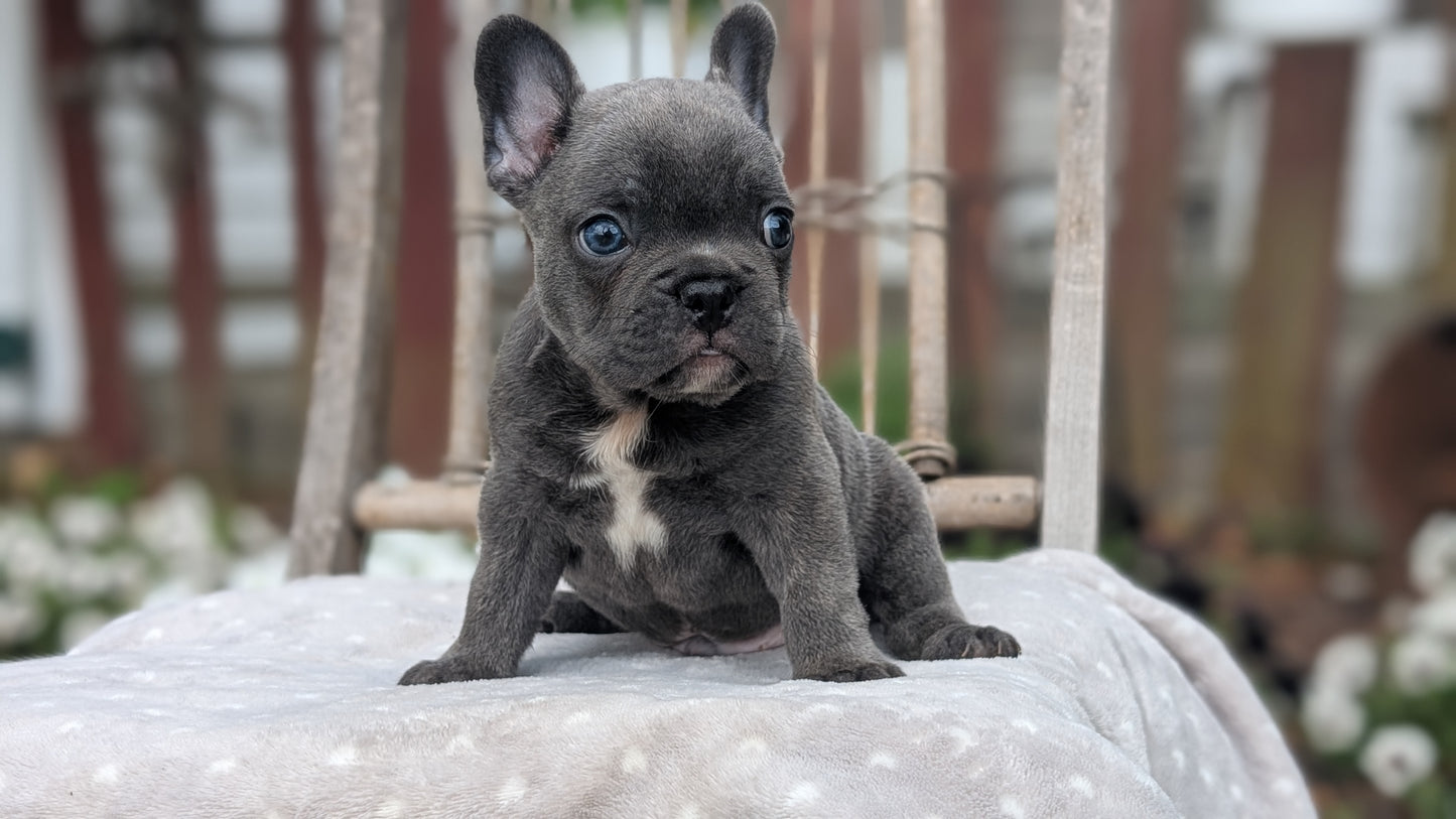 FRENCH BULLDOG (05/20) MALE