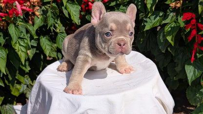 FRENCH BULLDOG (06/27) FEMALE