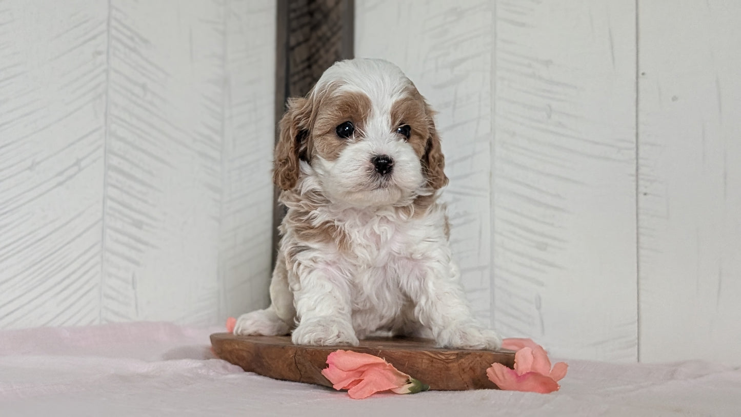 CAVAPOO (FEB 11) FEMALES