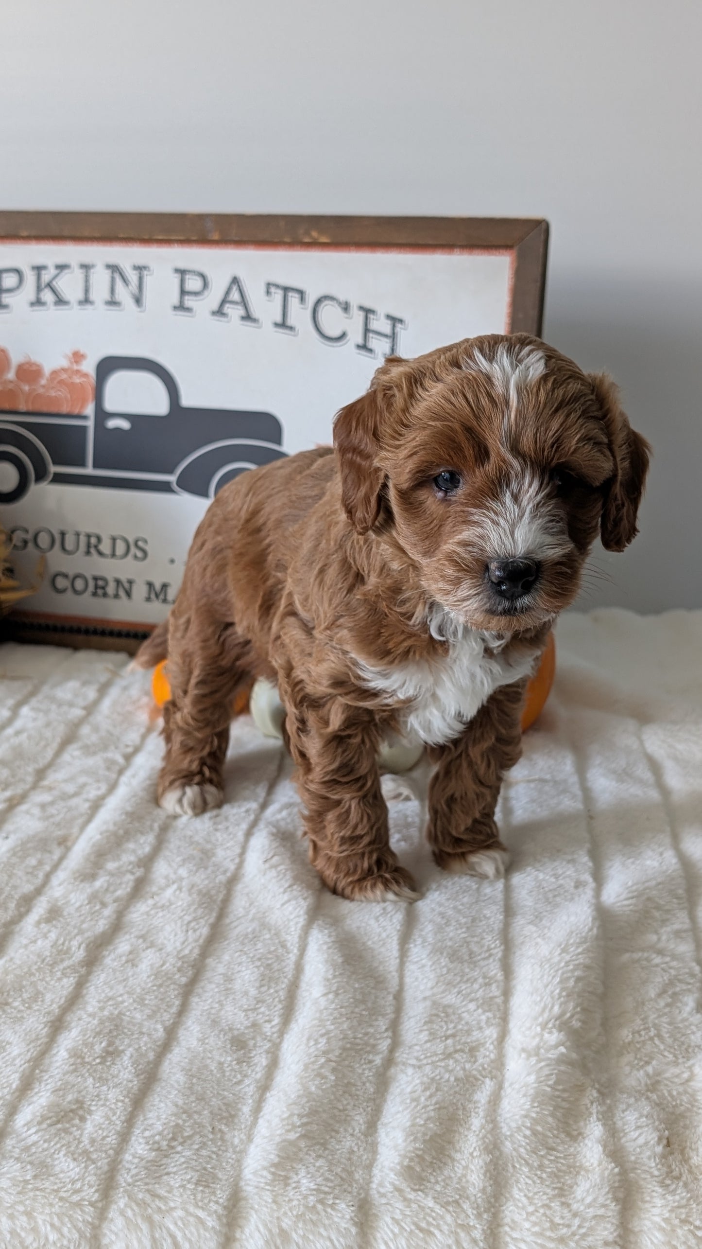 MINI GOLDENDOODLE (09/21) MALE