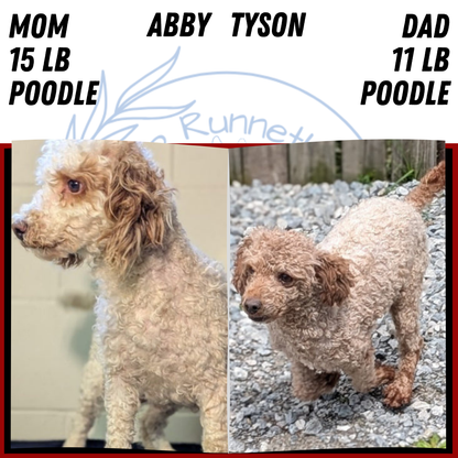MINI POODLE (MAY 12) MALES