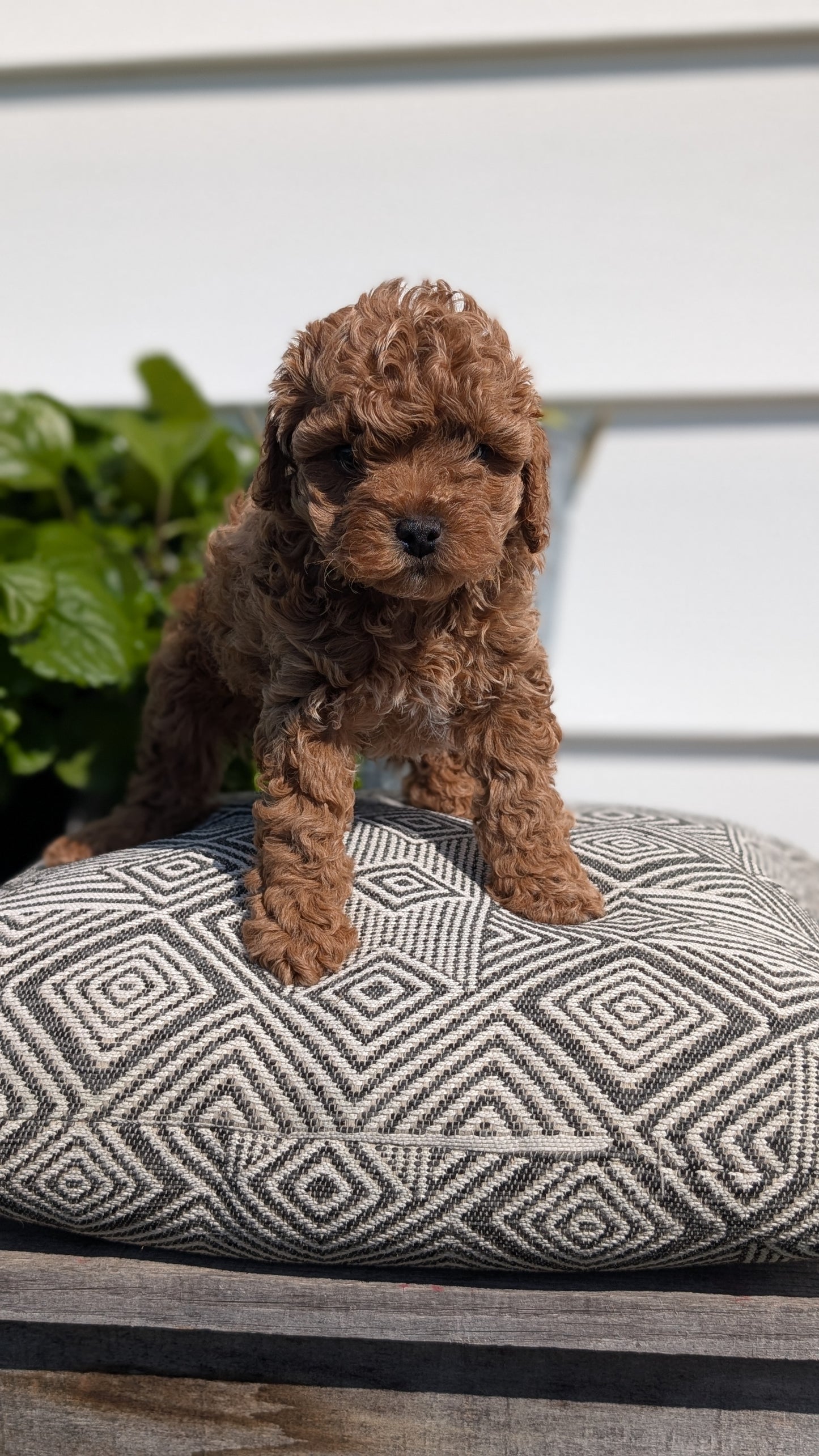 COCKAPOO (08/03) MALE