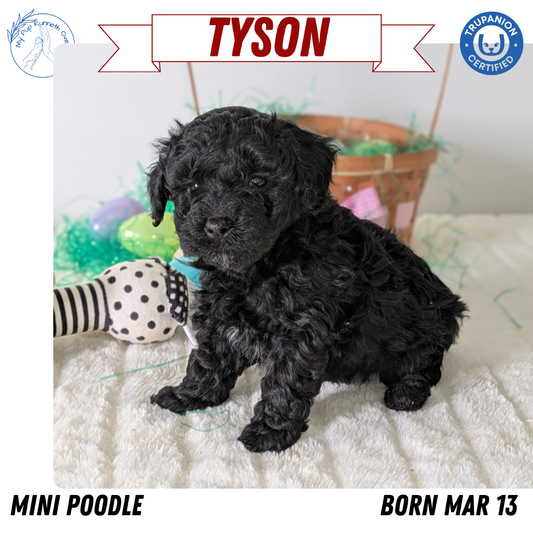MINI POODLE (03/13) MALE